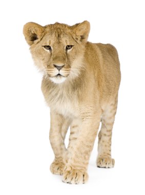 Lion cub (8 months) clipart