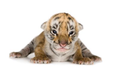 Tiger cub (4 days) clipart