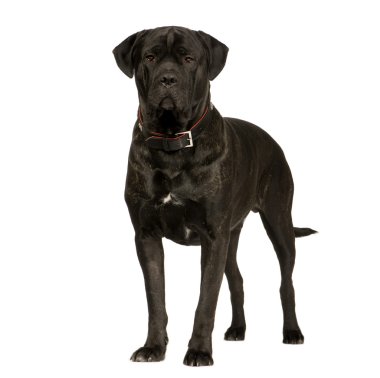 Cane Corso (2 years) clipart