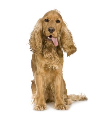 Cocker Spaniel looking worn out (14 months) clipart