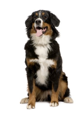 Bernese dağ köpeği (1 yıl)