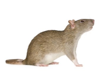 Rat (6 months) clipart