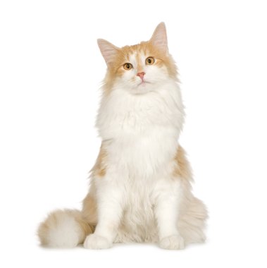 Norwegian Forest Cat (7 months) clipart