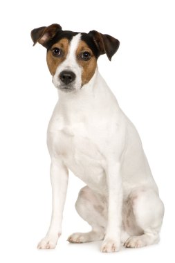 Parson Russell Terrier (2 yıl)