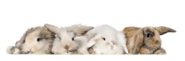 Group of bunnies clipart