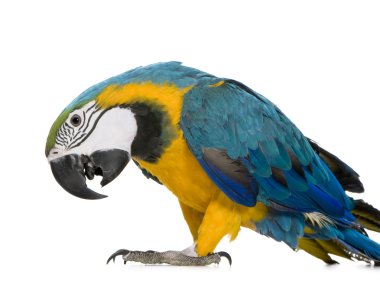 Genç mavi-sarı ara - Ara ararauna (8 ay)