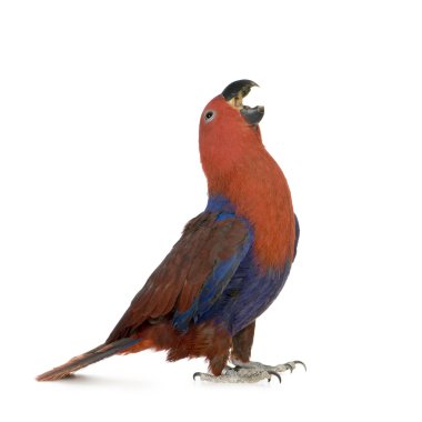 Eclectus Parrot - Eclectus roratus (1 years) clipart