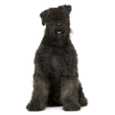 Bouvier des Flandres (2 yıl)