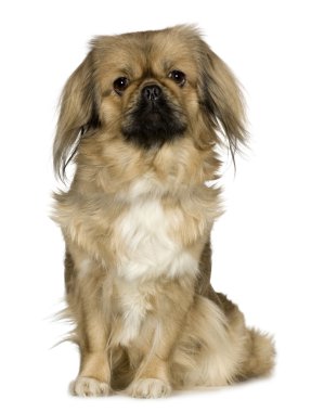 Pekingese (2 years) clipart