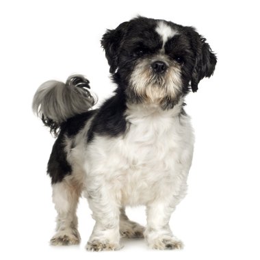 Shih Tzu (5 yıl)