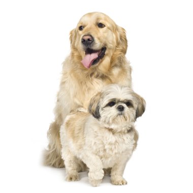 Golden retriever ve shih tzu