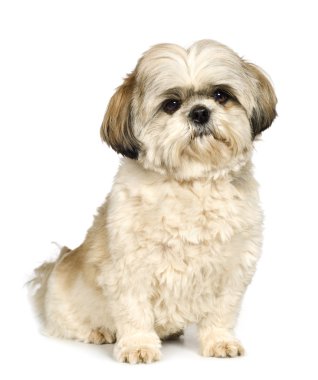 Shih Tzu (5 years) clipart