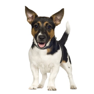 Jack Russell (6 ay)