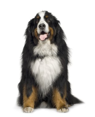 Bernese mountain dog (5 years) clipart