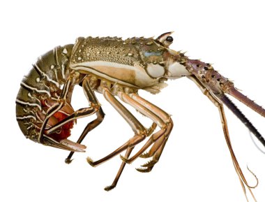 Spiny lobster - Palinuridae clipart