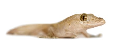 Gecko