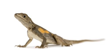 Agama kertenkele