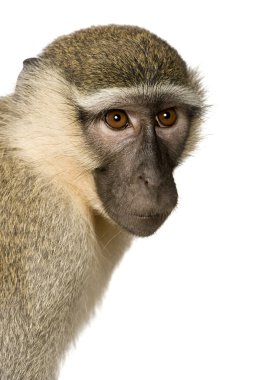 Vervet maymunu - Chlorocebus pygerythrus