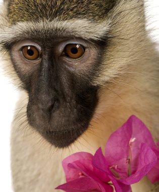 Vervet maymunu - Chlorocebus pygerythrus