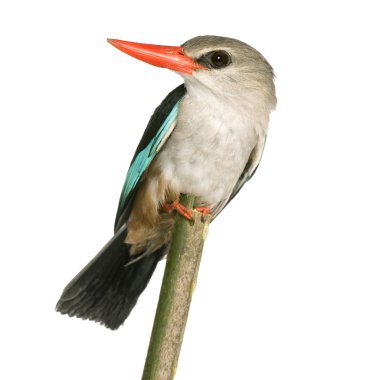 ormanlık kingfisher - halcyon senegalensis