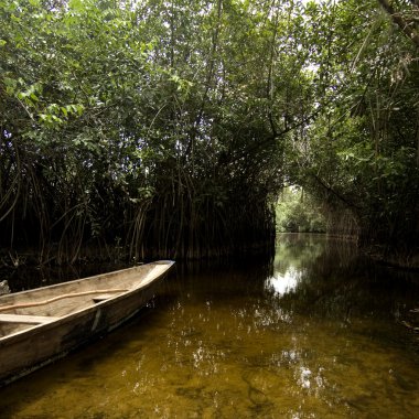 mangrov bataklık
