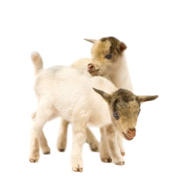 Young Pygmy goat clipart