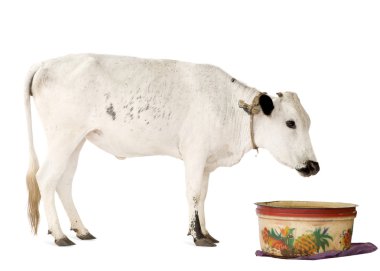 African cows clipart