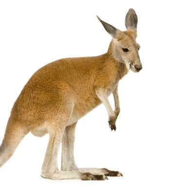 Genç kırmızı kanguru (9 ay) - Macropus rufus