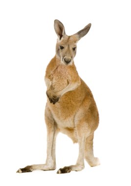 Young red kangaroo (9 months) - Macropus rufus clipart