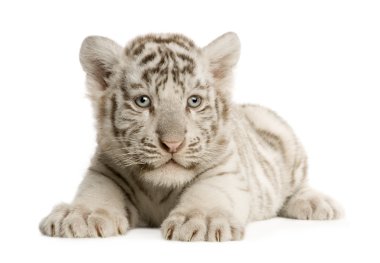 White Tiger cub (2 months) clipart