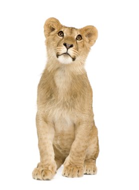 Lion Cub (9 months) clipart
