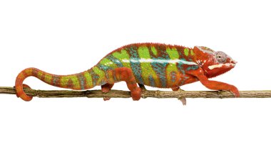 Chameleon Furcifer Pardalis - Ambilobe (18 months) clipart