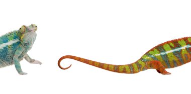 Young chameleon, Furcifer Pardalis Ankify, 8 months old, against clipart