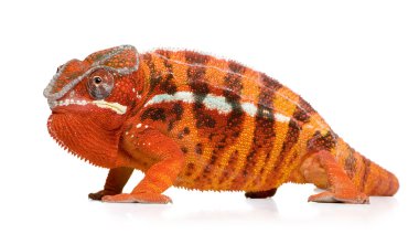 Chameleon Furcifer Pardalis - Sambava (2 years) clipart