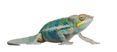 Young Chameleon Furcifer Pardalis - Ankify (8 months) clipart