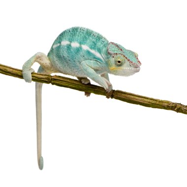 Genç bukalemun Furcifer Pardalis - meraklı Be(7 months)