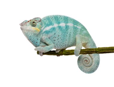 Young Chameleon Furcifer Pardalis - Nosy Be(7 months) clipart