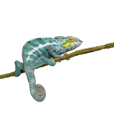 Chameleon Furcifer Pardalis - Nosy Faly (18 months) clipart