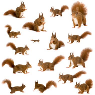 Eurasian red squirrel - Sciurus vulgaris (2 years) in front of a white background