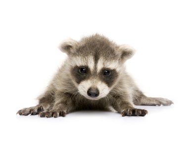 Baby raccoon (6 weeks) - Procyon lotor clipart