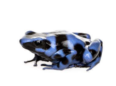 Blue and Black Poison Dart Frog - Dendrobates auratus clipart