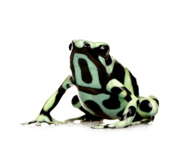 yeşil ve siyah zehirli ok kurbağası - dendrobates hava