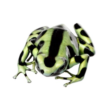 yeşil ve siyah zehirli ok kurbağası - dendrobates hava