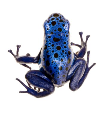 dendrobates gök mavisi