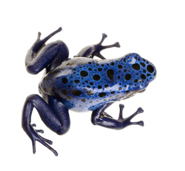 Dendrobates azureus clipart