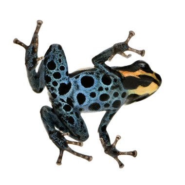 zehirli ok kurbağası - ranitomeya amazonica veya dendrobates amazonicu