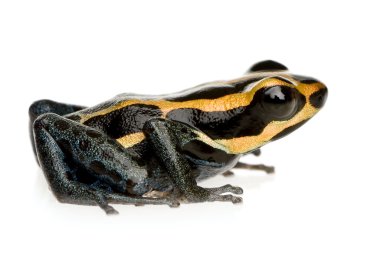 Poison Dart Frog - ranitomeya amazonica or Dendrobates amazonicu clipart
