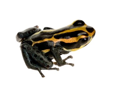 zehirli ok kurbağası - ranitomeya amazonica veya dendrobates amazonicu