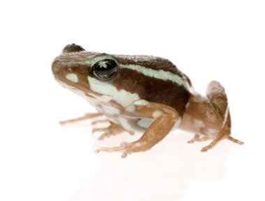 Phantasmal poison frog - Epipedobates tricolor clipart