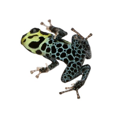 Imitating Poison Frog - Ranitomeya imitator clipart